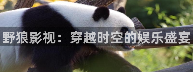 飘零电影院理论片：野狼影视：穿越时空的娱乐盛宴